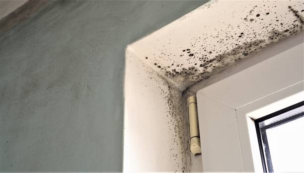 Best Mold Remediation for Healthcare Facilities  in Sumiton, AL