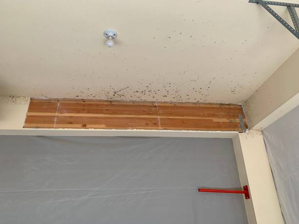 Best Mold Removal for HVAC Installations  in Sumiton, AL