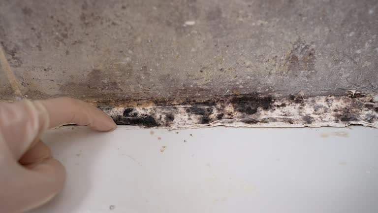 Biohazard Mold Removal in Sumiton, AL