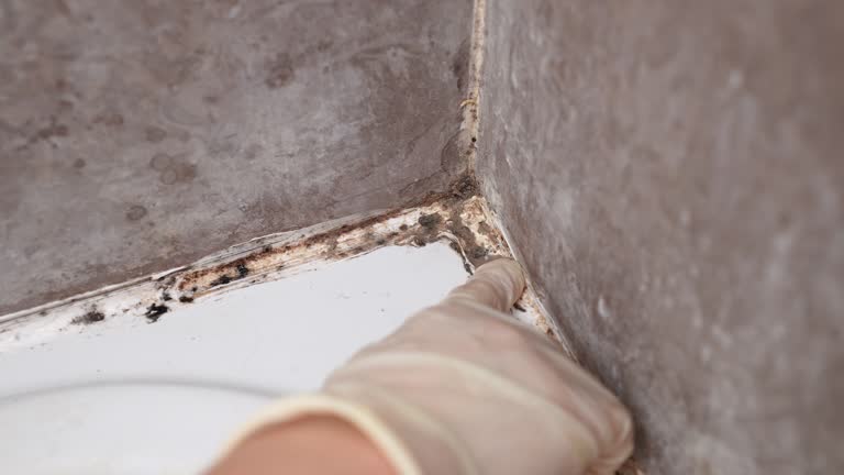 Best Airborne Mold Testing  in Sumiton, AL